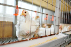 Broilers Chickens At Feeder