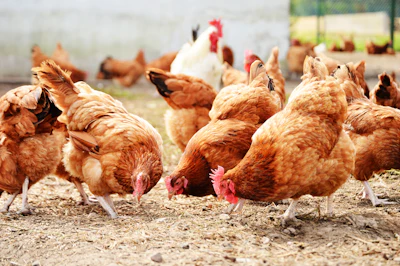 Brown Chickens Outside