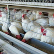 Chickens Eating From Trough