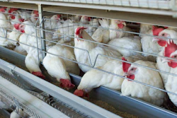 Chickens Eating From Trough