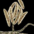 Fusarium Mycotoxin