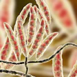 Fusarium