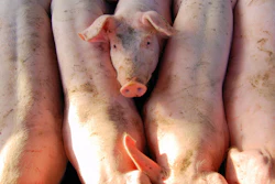 Line Of Pigs