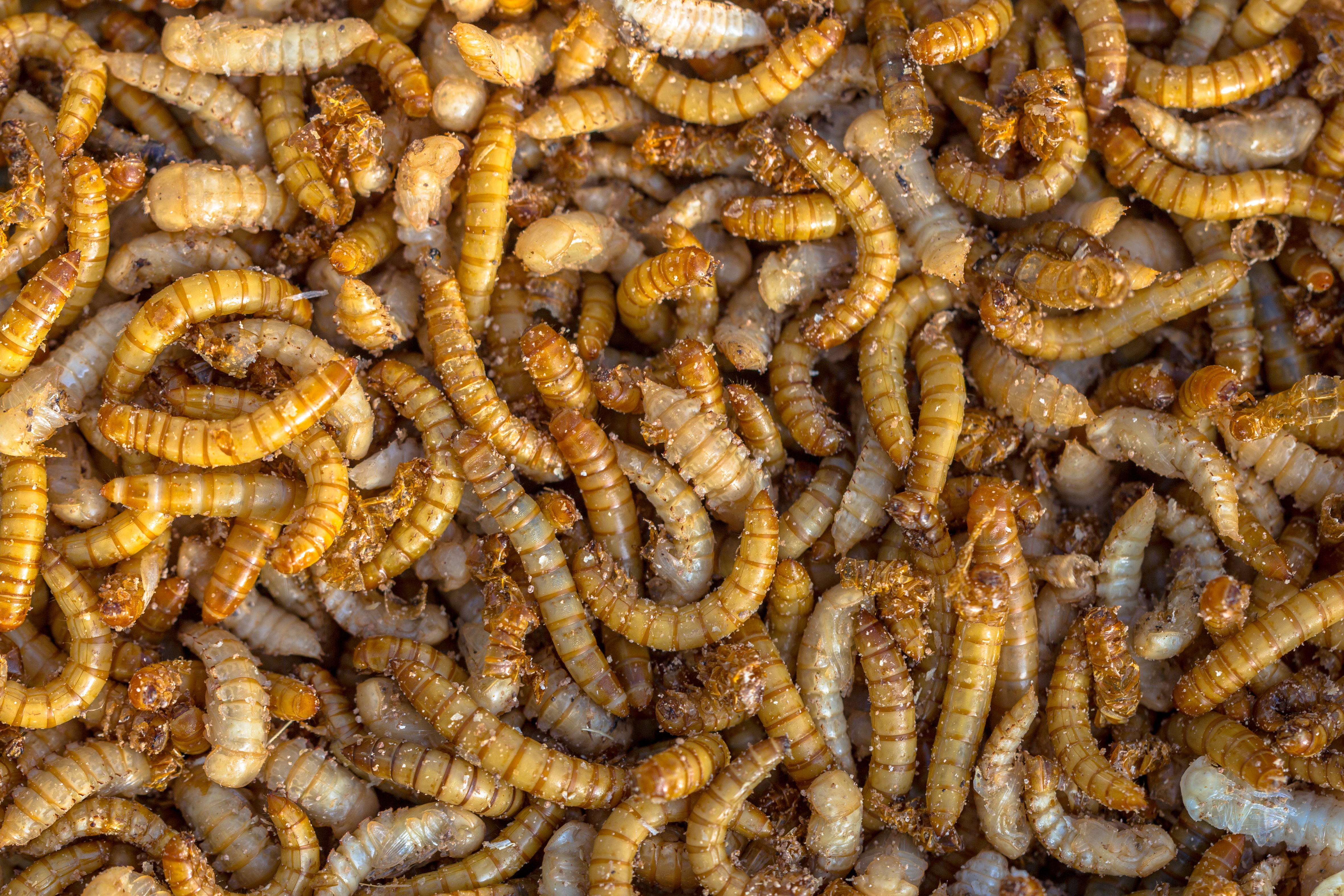 Mealworm Larvae