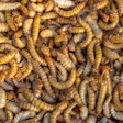 Mealworm Larvae