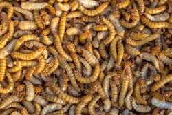 Mealworm Larvae