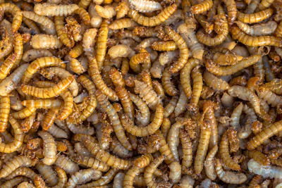 Mealworm Larvae