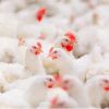 Poultry