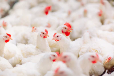 Poultry