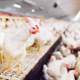 White Chickens Adm