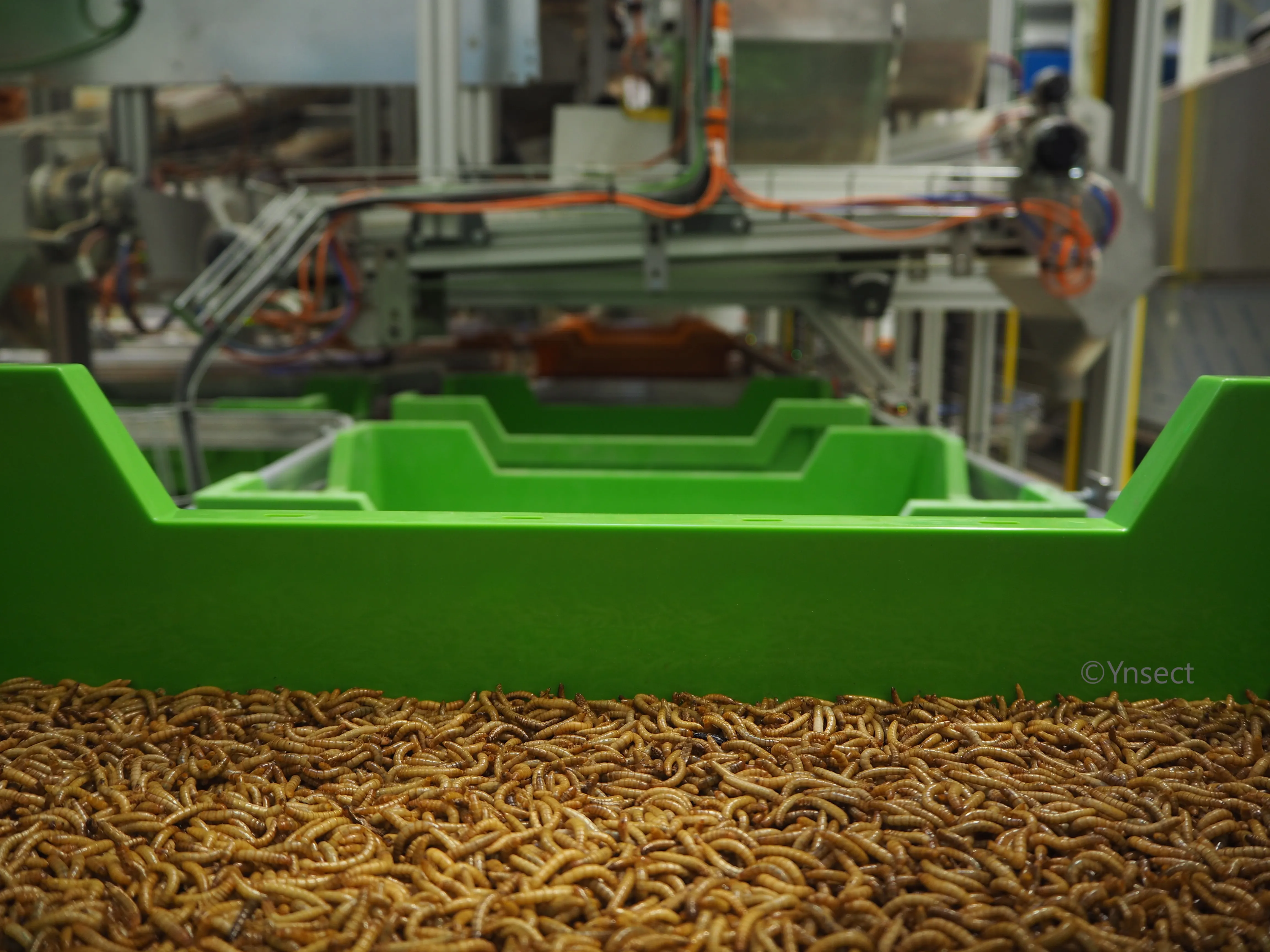 Insect protein's reality check