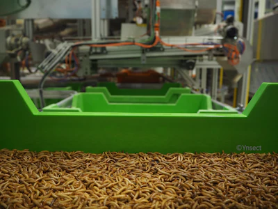 &Yuml;nsect went down along with several other prominent insect ingredient manufacturers.