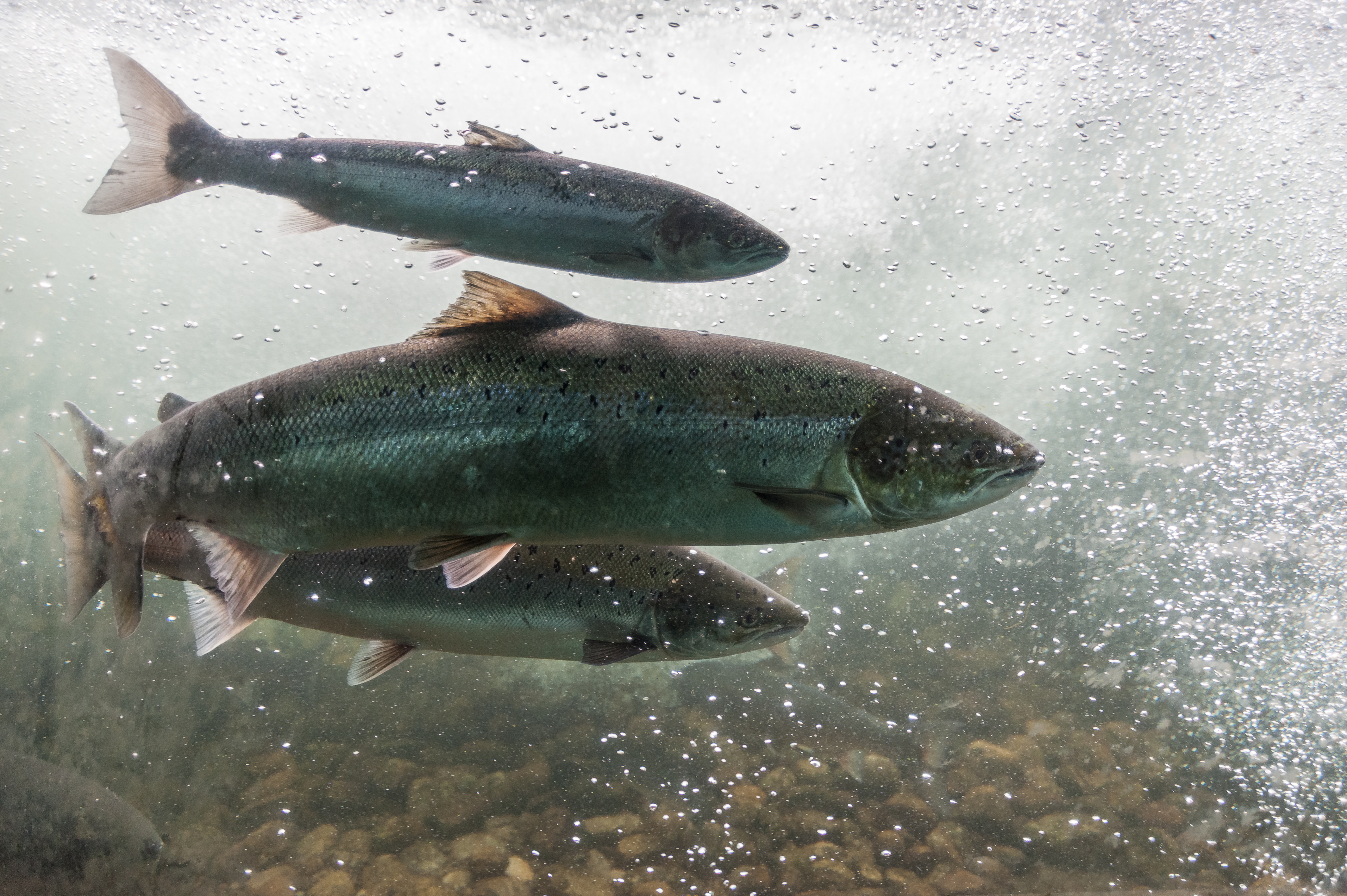 Study aims to develop rapid disease detection for Atlantic salmon farms