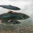 Atlantic Salmon
