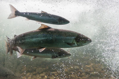 Atlantic Salmon