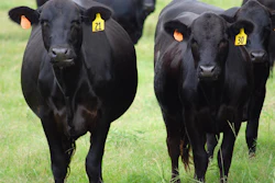 Black Angus Farm