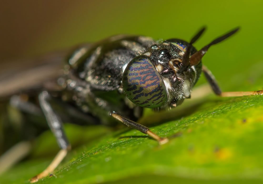 Research Intelo research noted the black soldier fly has emerged as the most widely used insect species in pet food formulations.