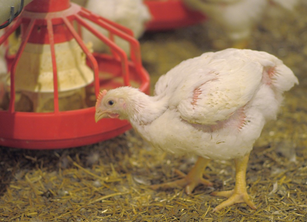 Broiler Farm & Food Care