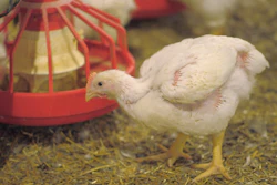 Broiler Farm & Food Care