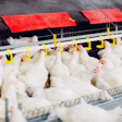 Broilers Feeding Indoors