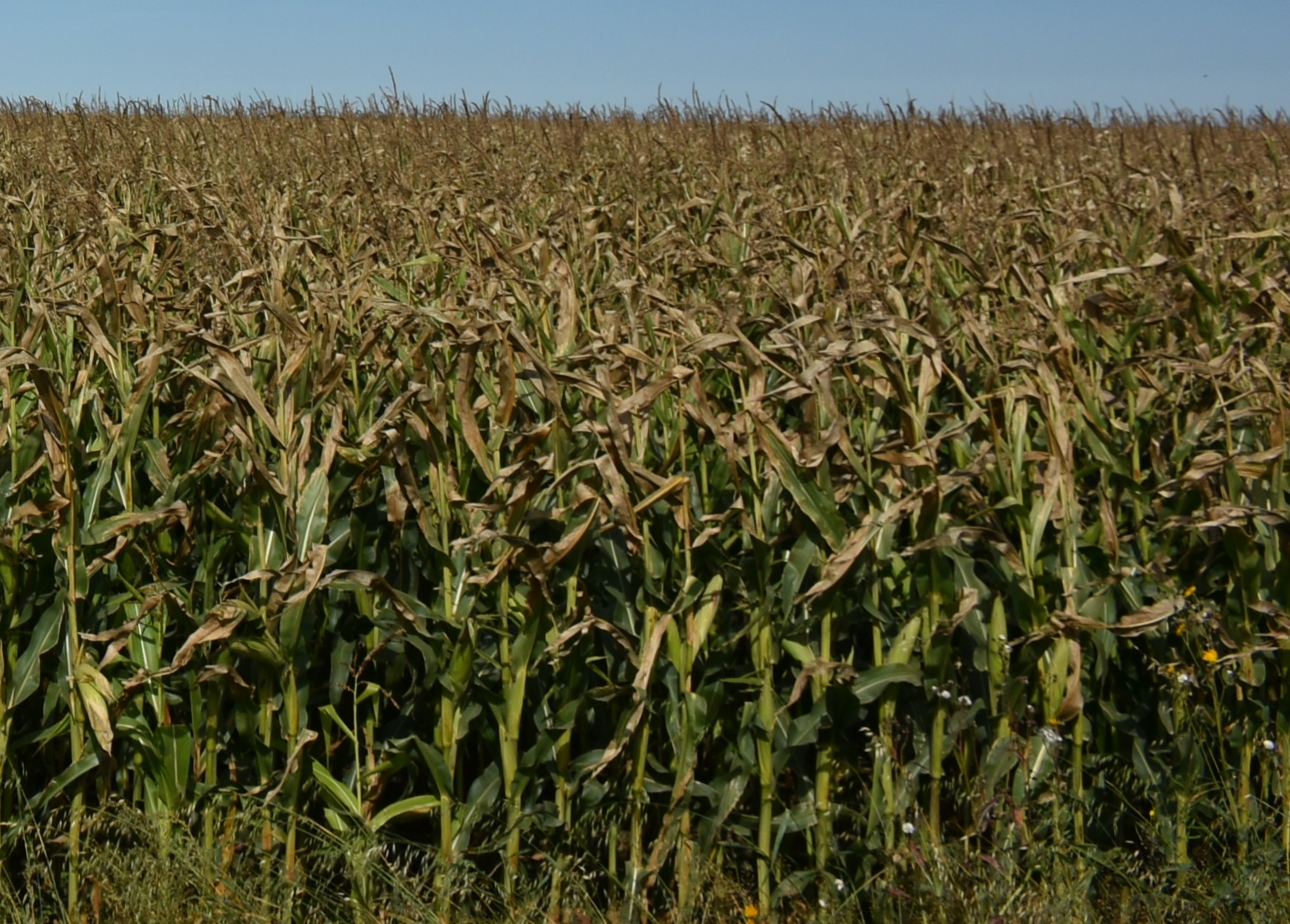 Corn Field Farmphotos ca