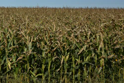 Corn Field Farmphotos ca