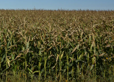 Corn Field Farmphotos ca