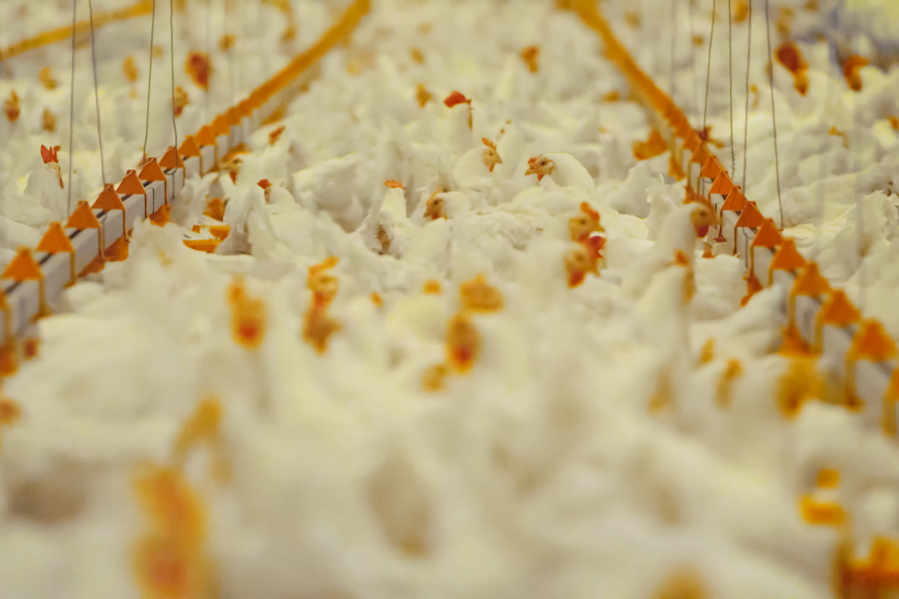 Crowded Broilers