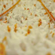 Crowded Broilers