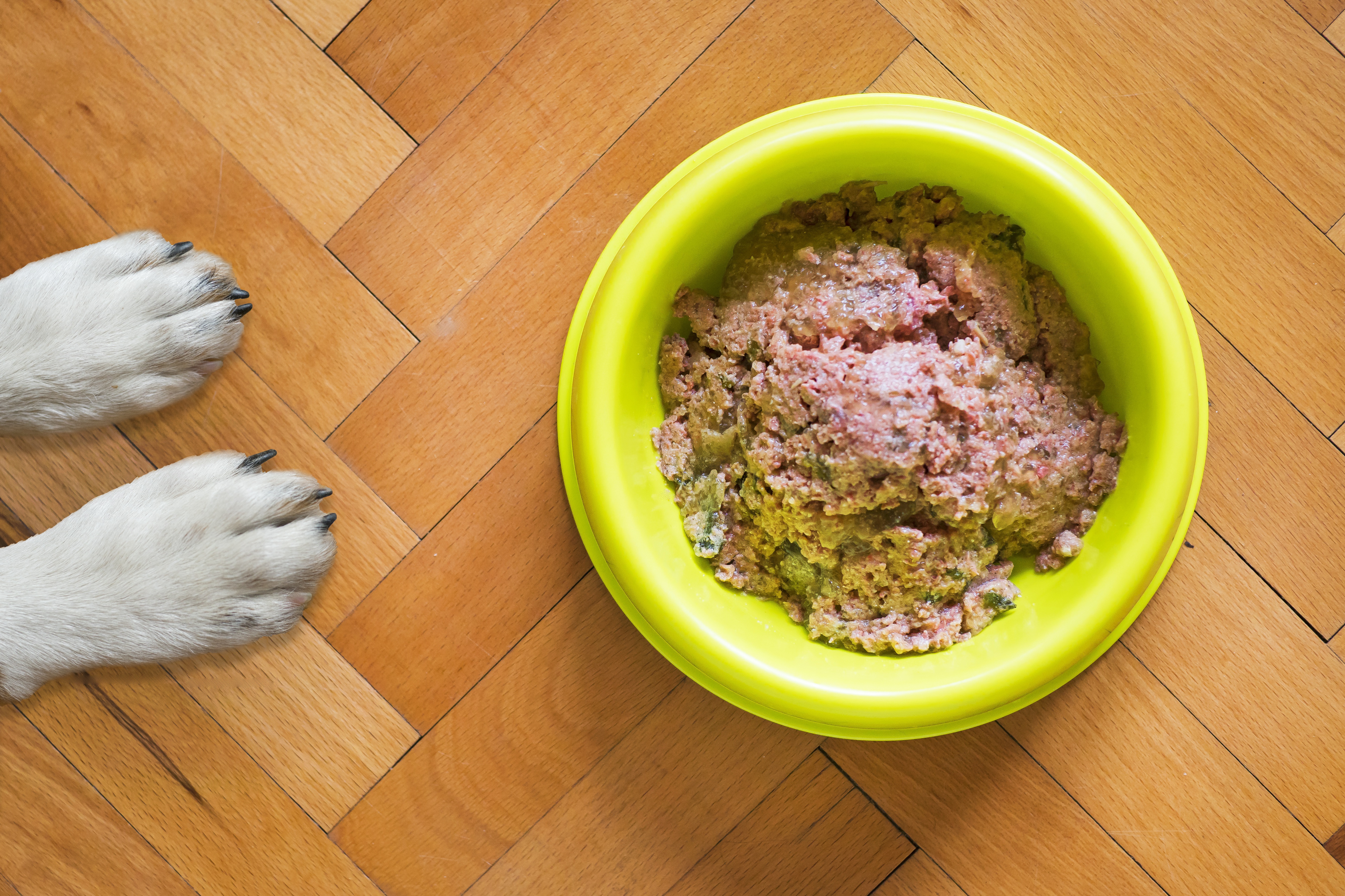 Dog Food Wet In Yellow Bowl Mattycoulton Pixabay