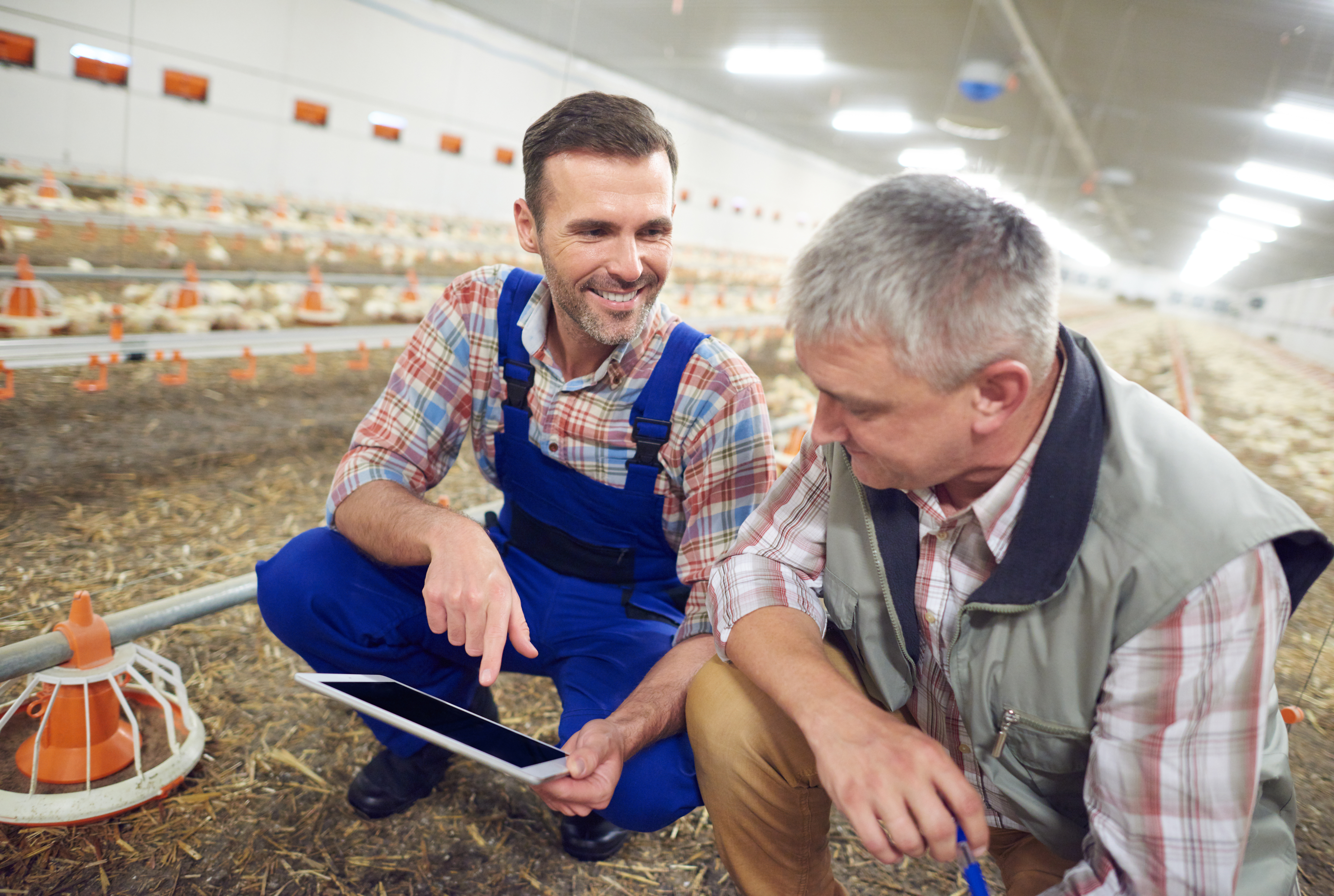 Farmers In Poultry House Checking Technology