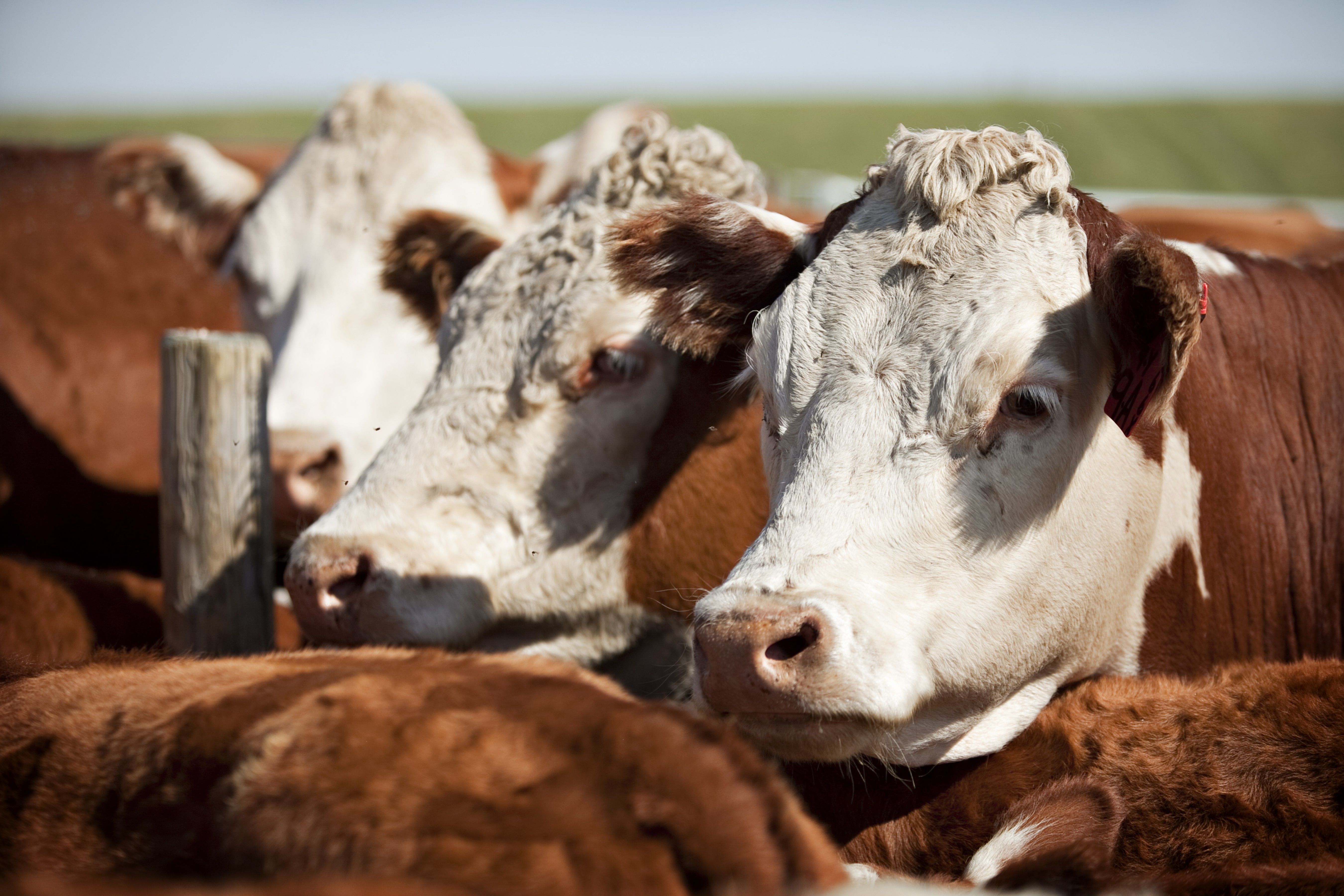Herefords