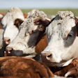 Herefords