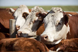 Herefords