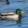Male Mallard Duck On Water