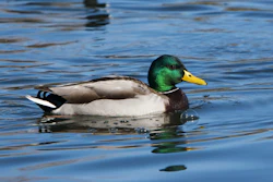 Male Mallard Duck On Water