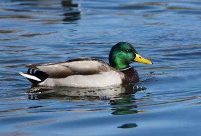 Male Mallard Duck On Water