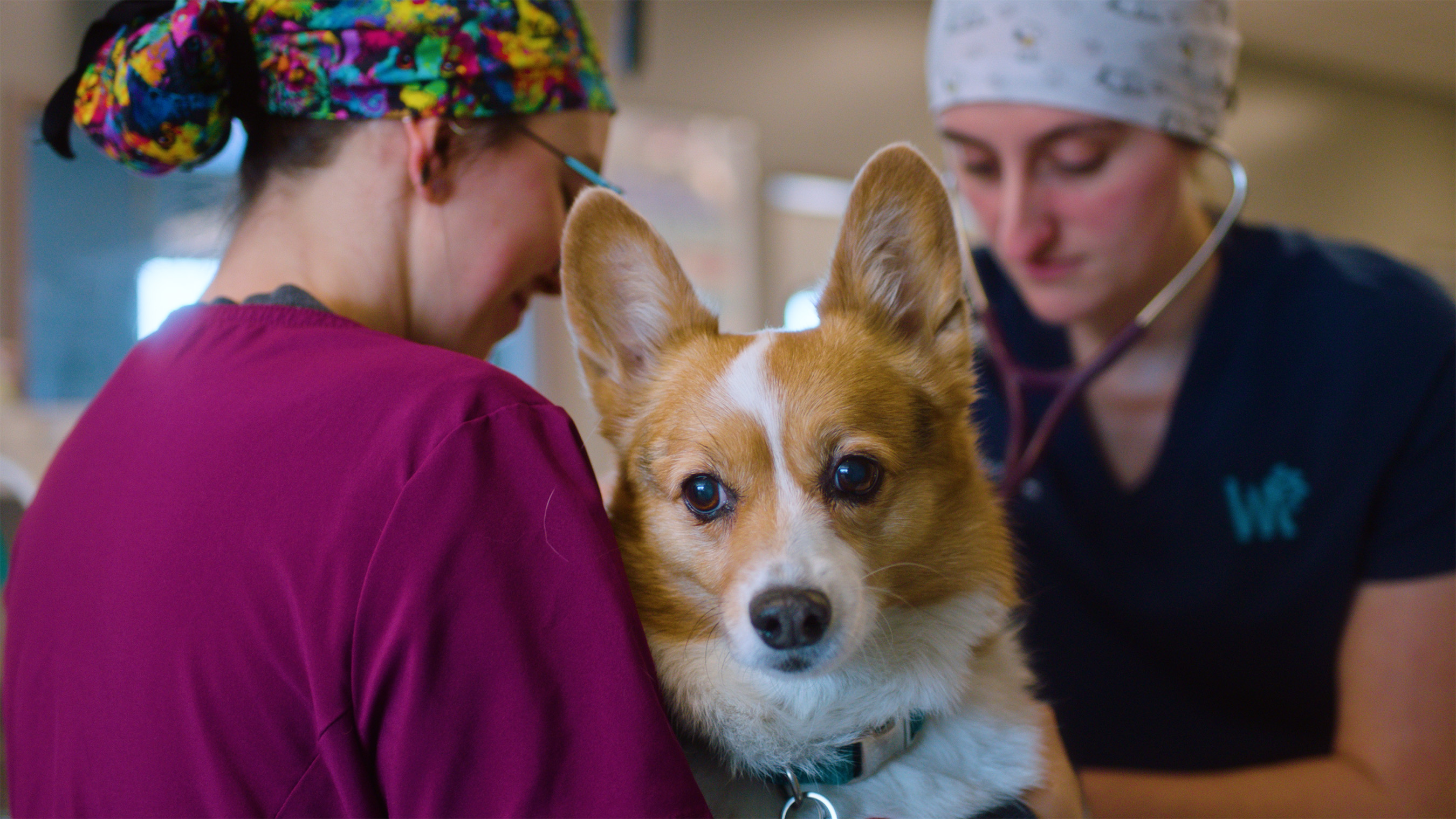 Two people interact with a tan and white corgi dog wearing a collar during what appears to be a veterinary or community event