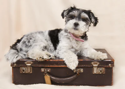 During a recent Ask the Petfood Pro, Menton discussed nutrition strategies to support aging pets' immunity, joints, oral and skin health.