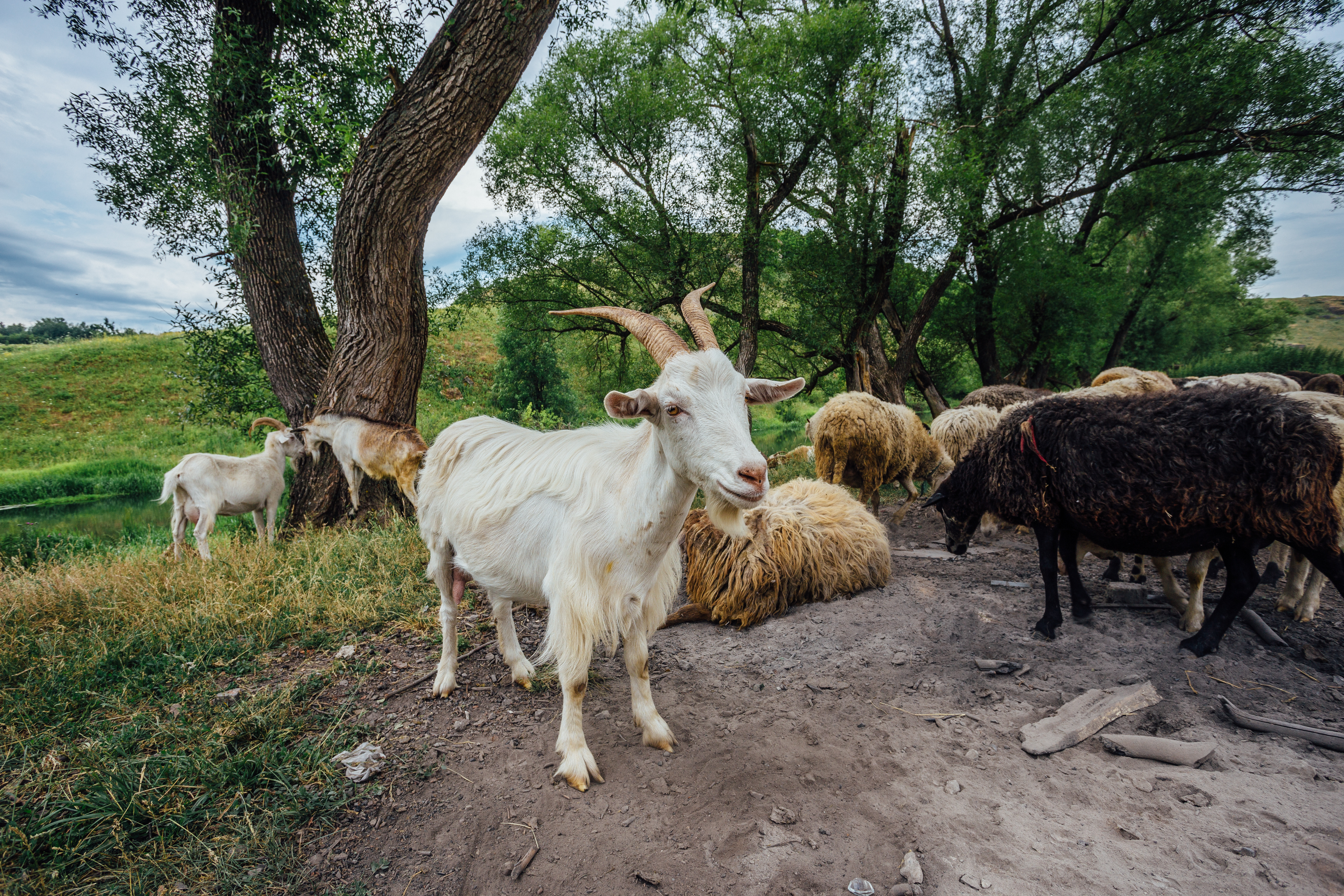 Sheep Goats