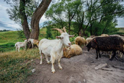 Sheep Goats
