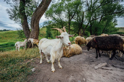 Sheep Goats