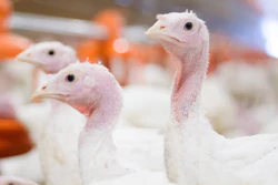 Turkeys Big Dutchman