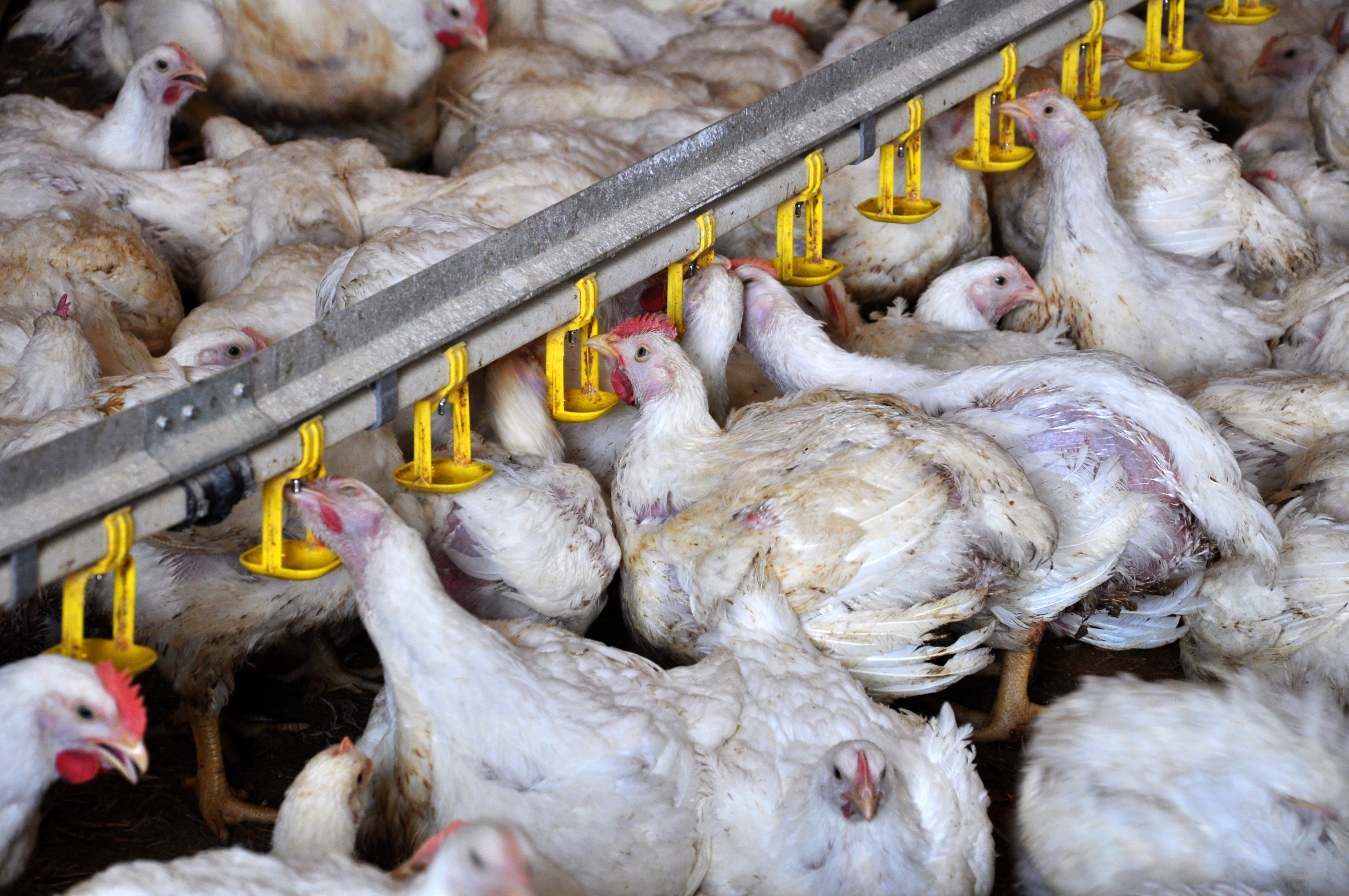White Broilers Drinking