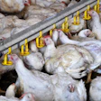White Broilers Drinking