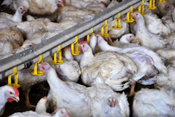 White Broilers Drinking