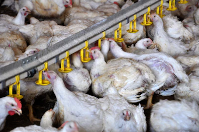 White Broilers Drinking