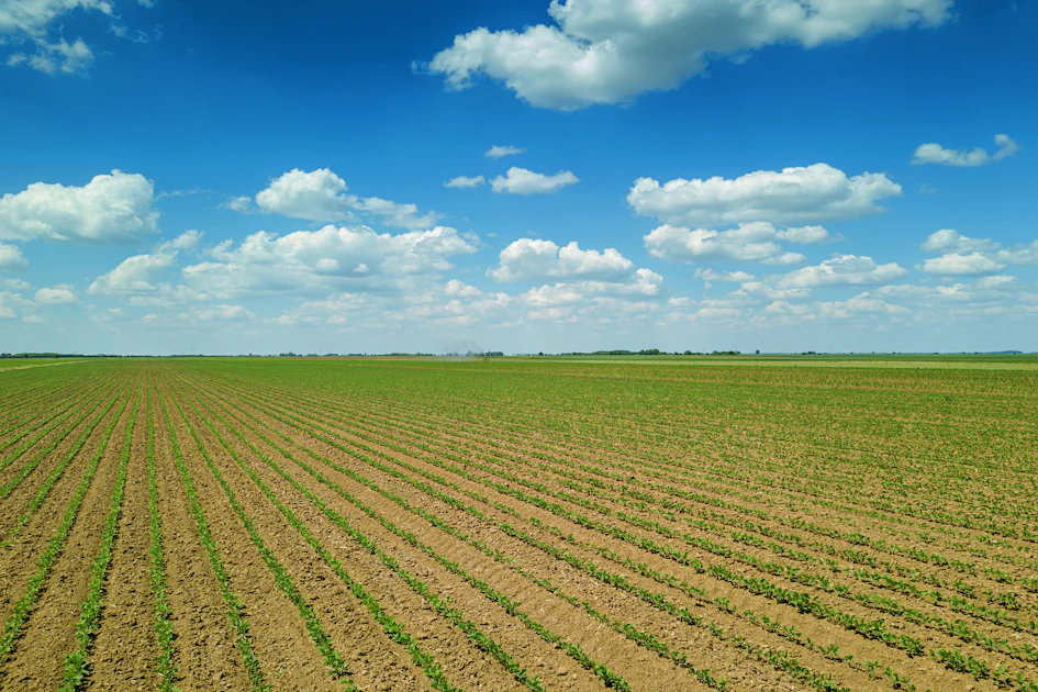 Corn, soybean prices hinge on uncertain US-China trade deal