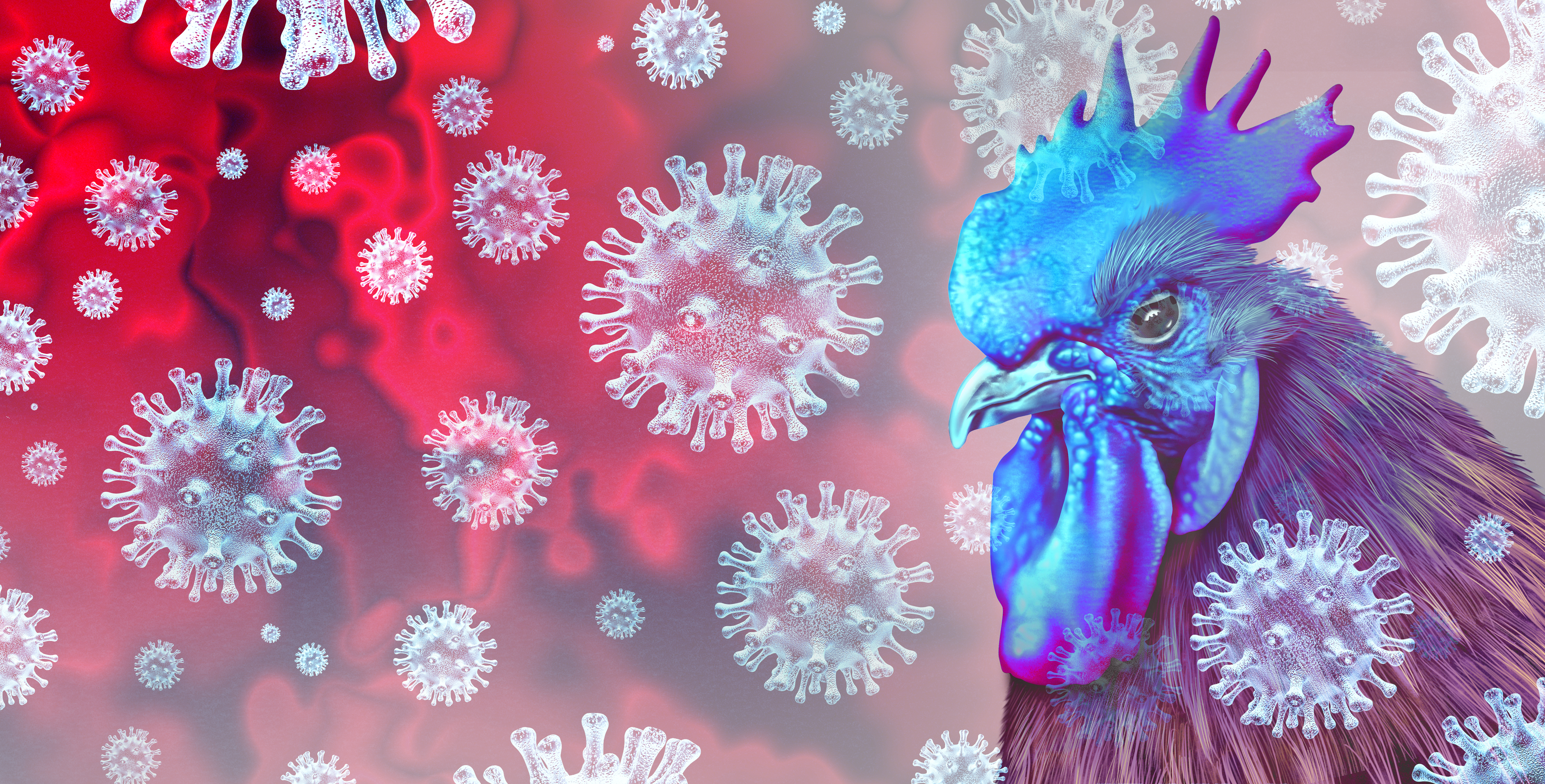Bird Flu Virus Chiken