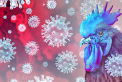 Bird Flu Virus Chiken